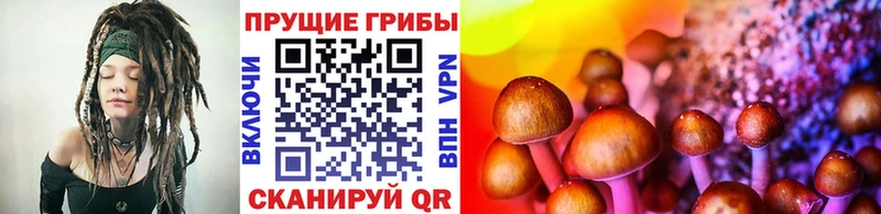 где купить   Томилино  Псилоцибиновые грибы мицелий 